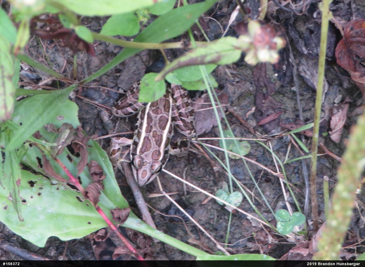 Pickerel Frog