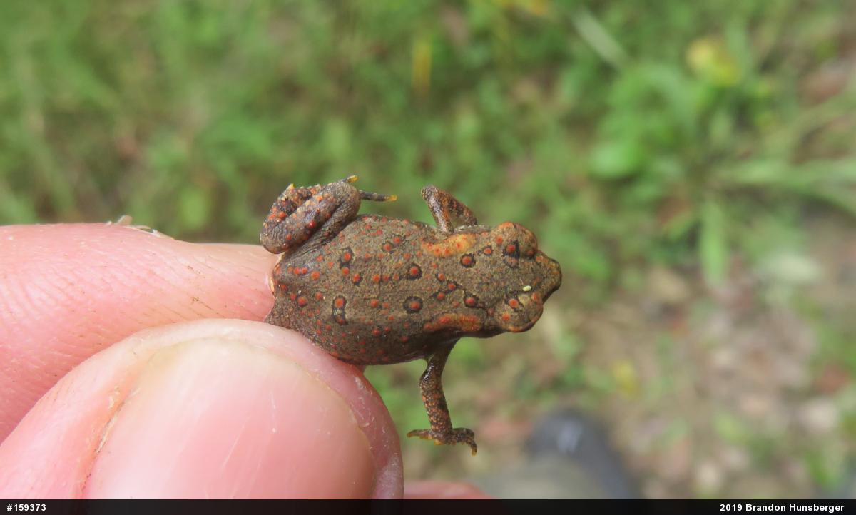 Eastern American Toad