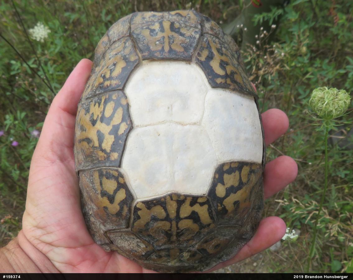 Eastern Box Turtle