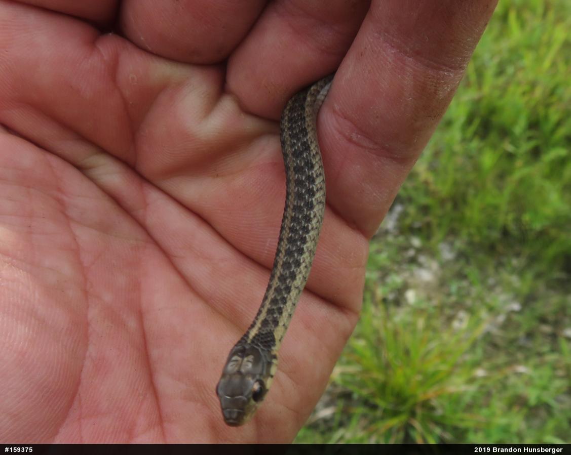Eastern Gartersnake