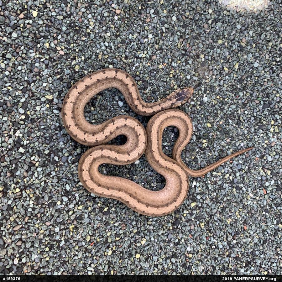 Dekay's Brownsnake