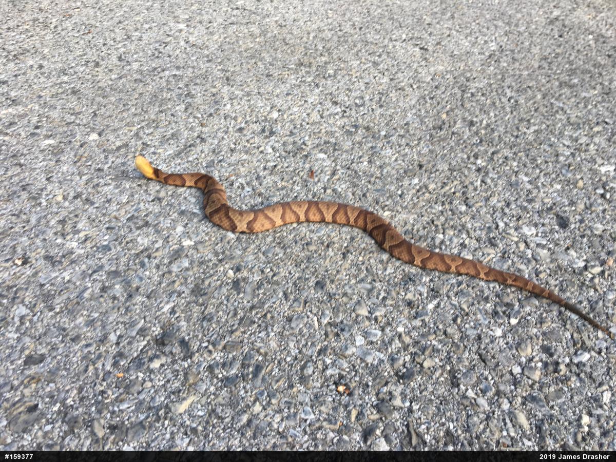 Northern Copperhead