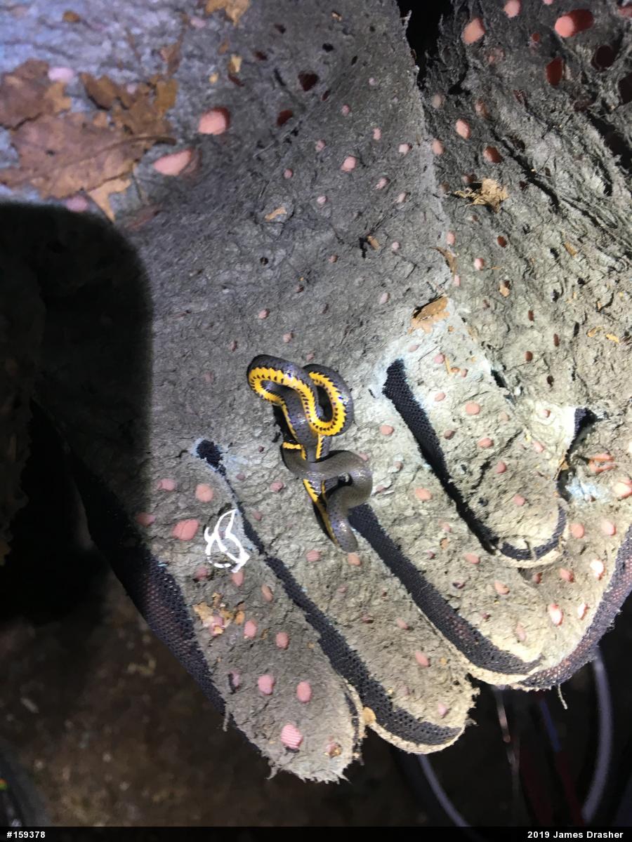 Northern Ring-necked Snake