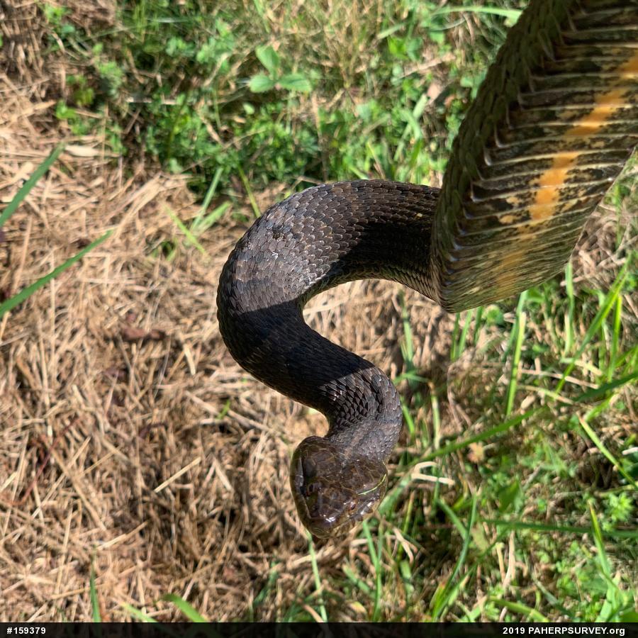 Northern Watersnake