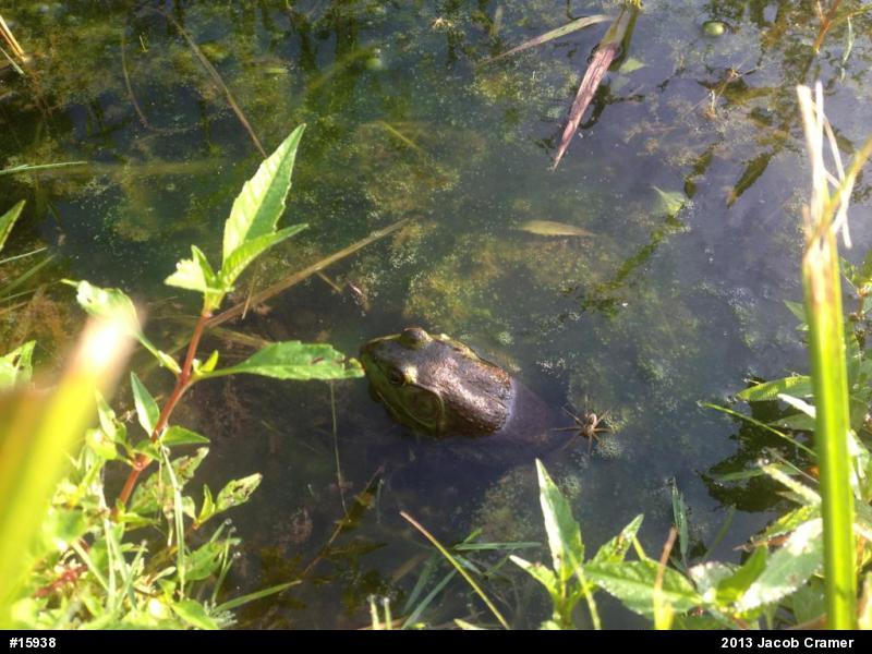 American Bullfrog