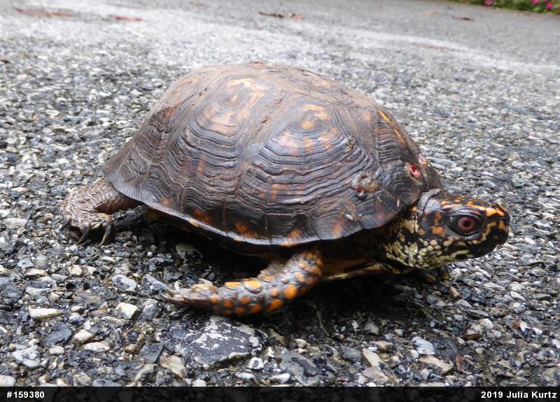 Eastern Box Turtle