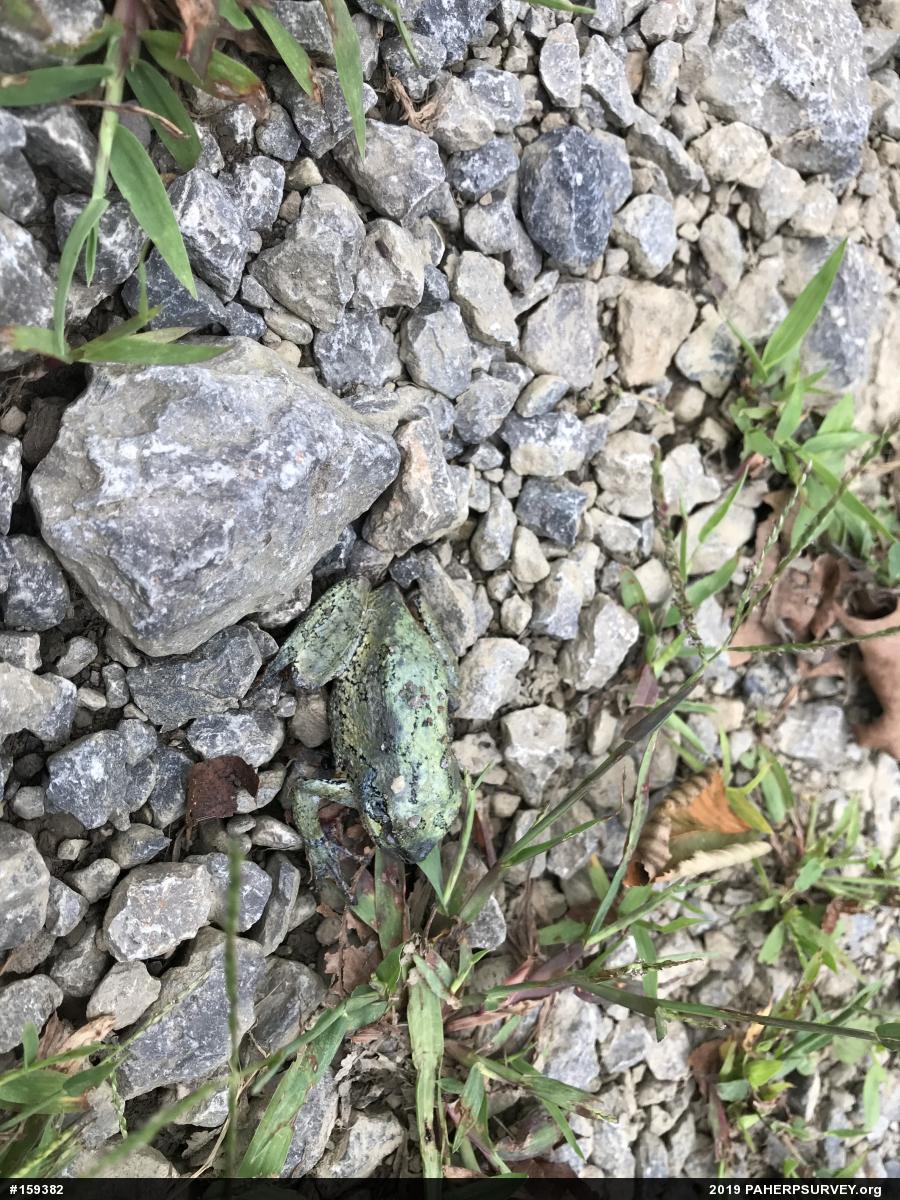 Unknown Gray Treefrog