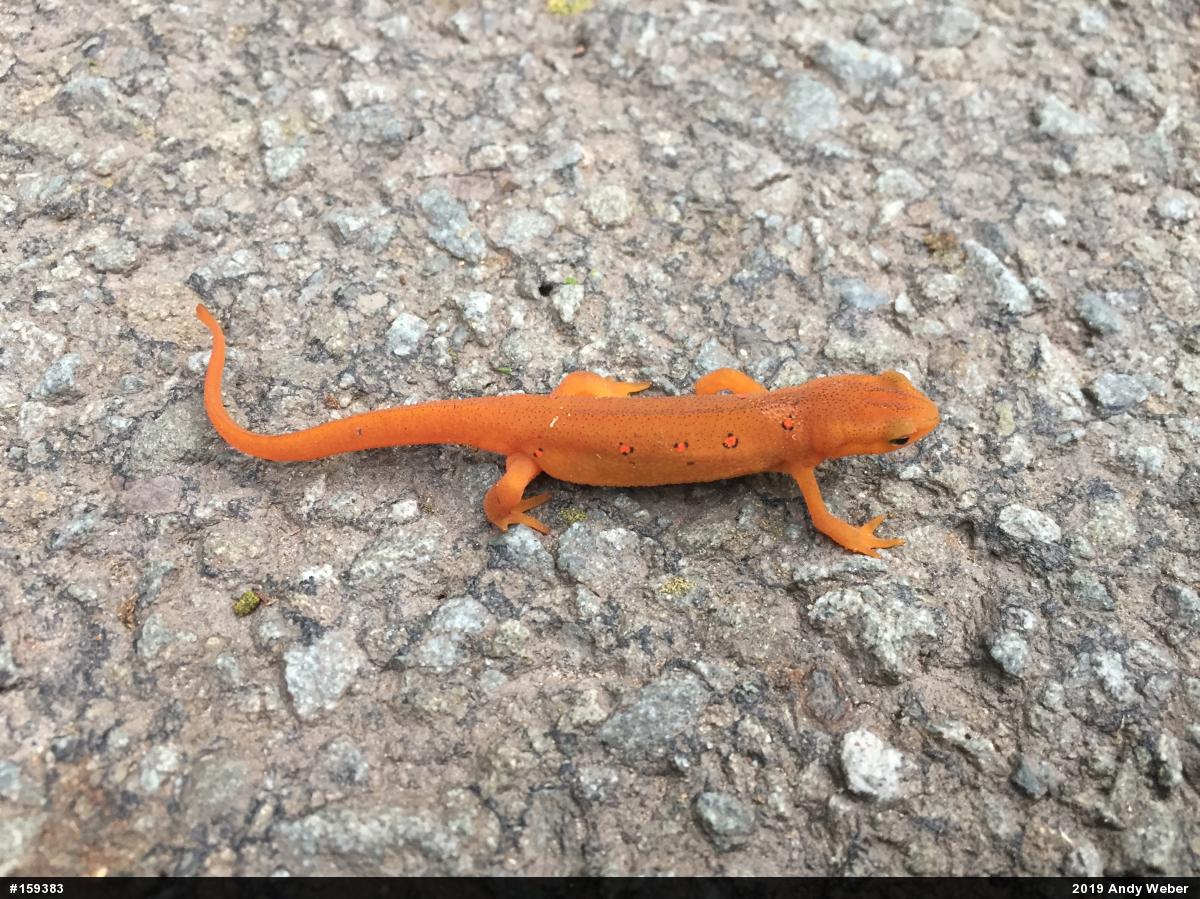 Red-spotted Newt