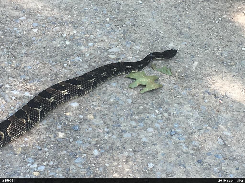 Timber Rattlesnake
