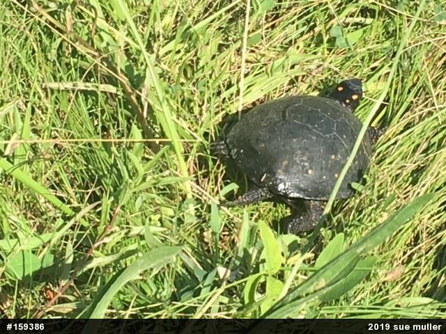 Spotted Turtle