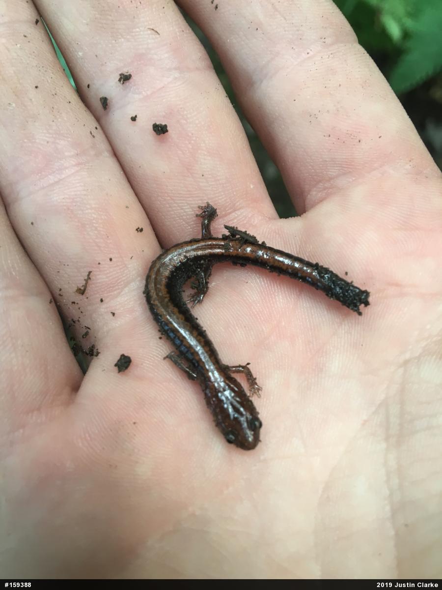 Eastern Red-backed  Salamander
