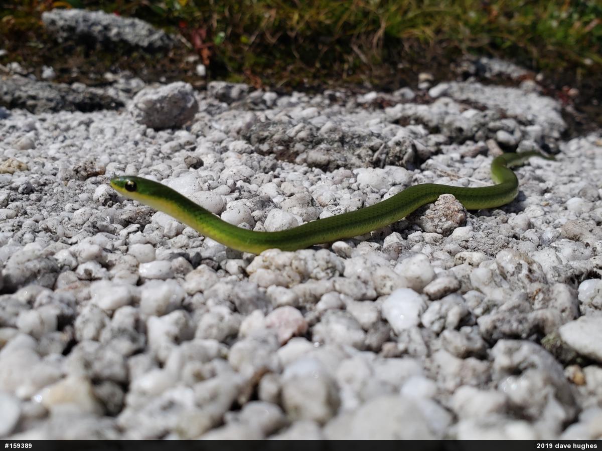 Smooth Greensnake