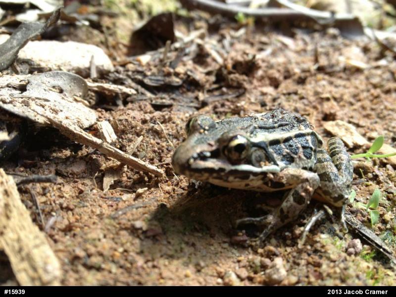 Pickerel Frog