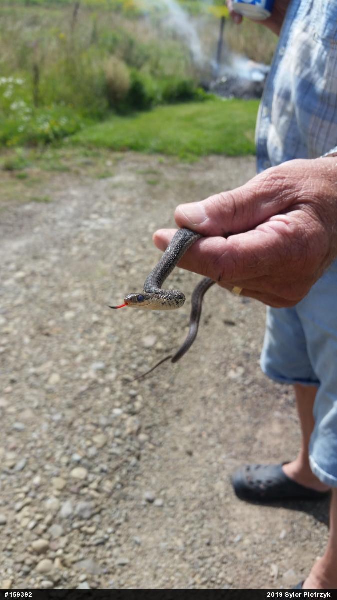 Eastern Gartersnake