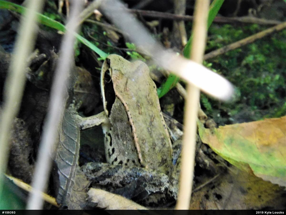Wood Frog