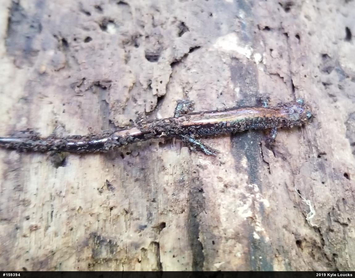 Eastern Red-backed  Salamander