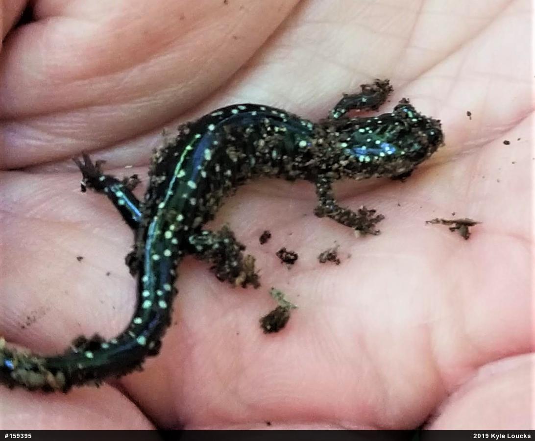 Northern Slimy Salamander