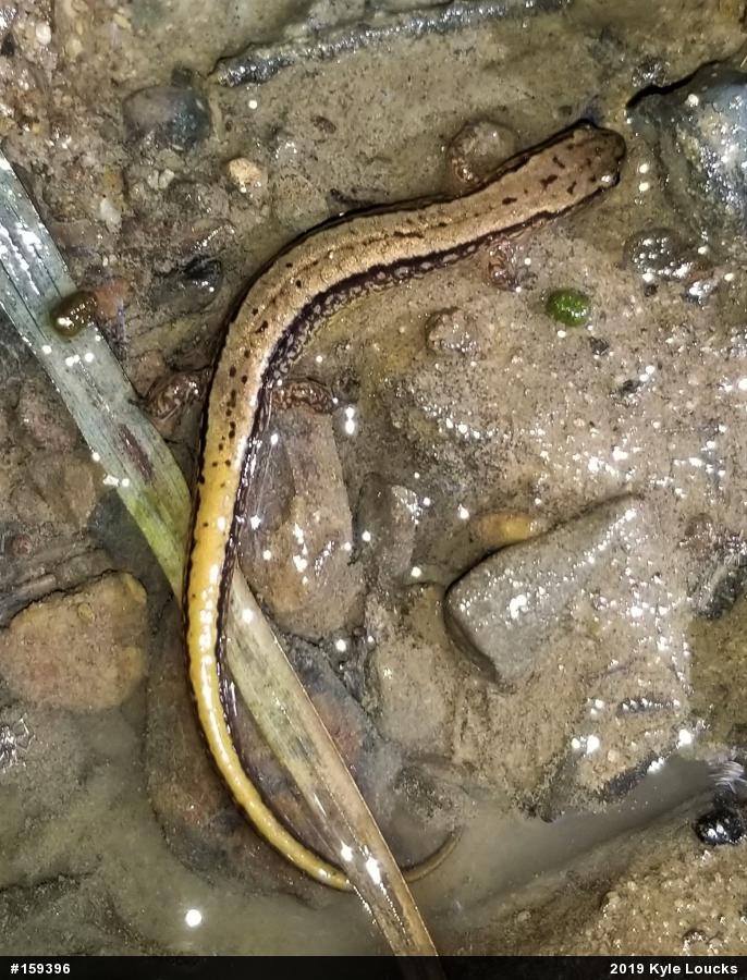 Northern Two-lined Salamander
