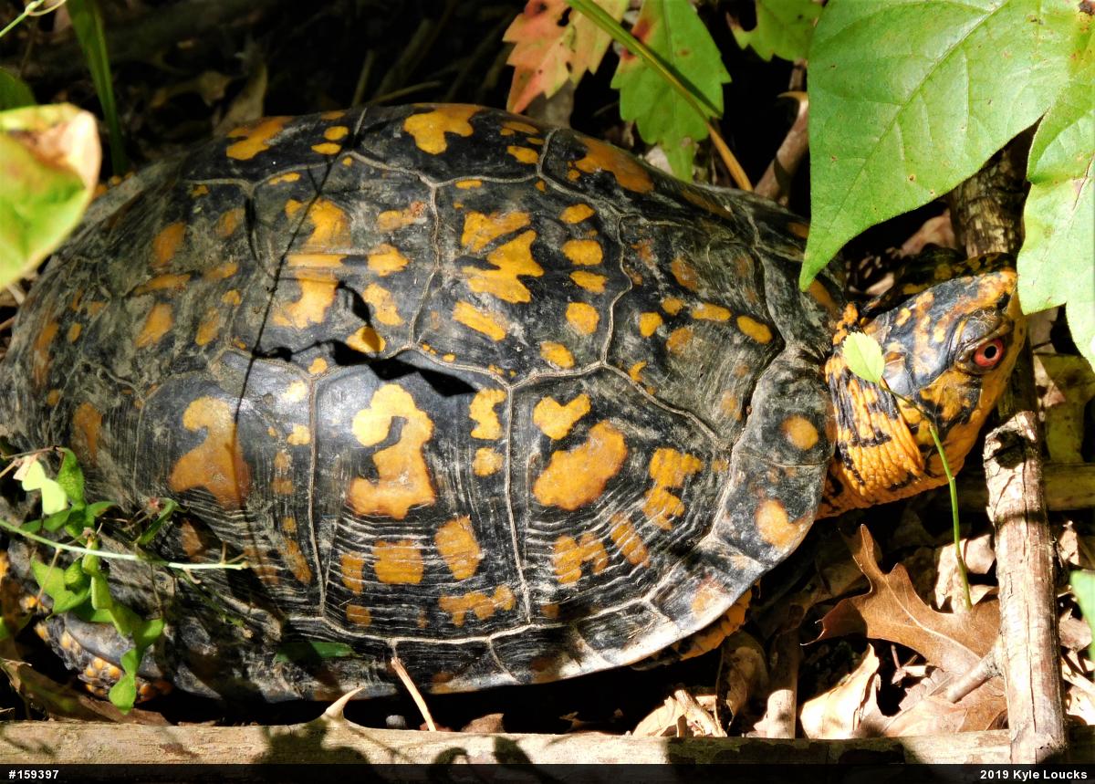 Eastern Box Turtle
