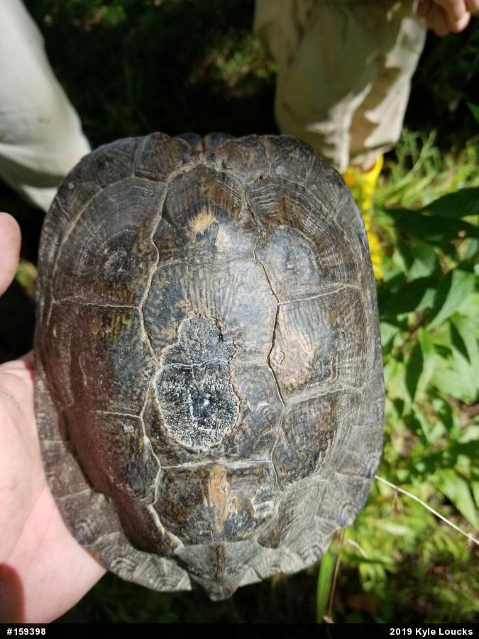 Wood Turtle