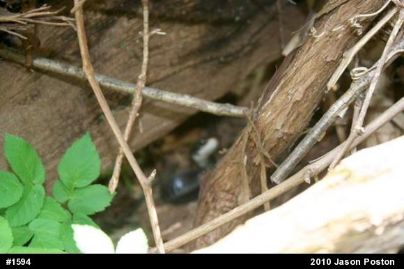 Northern Black Racer