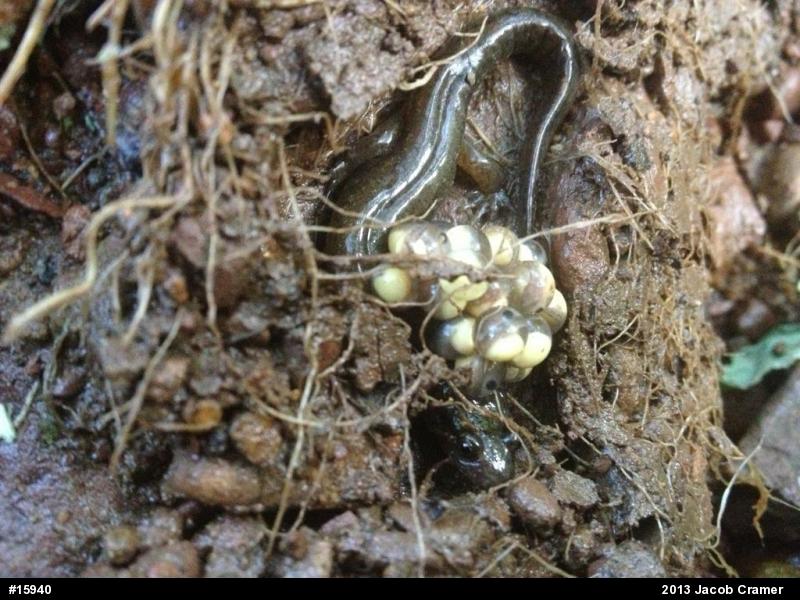 Northern Dusky Salamander