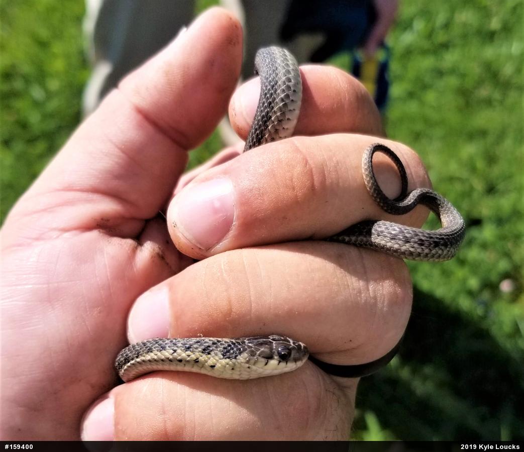 Eastern Gartersnake