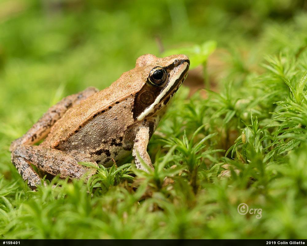 Wood Frog