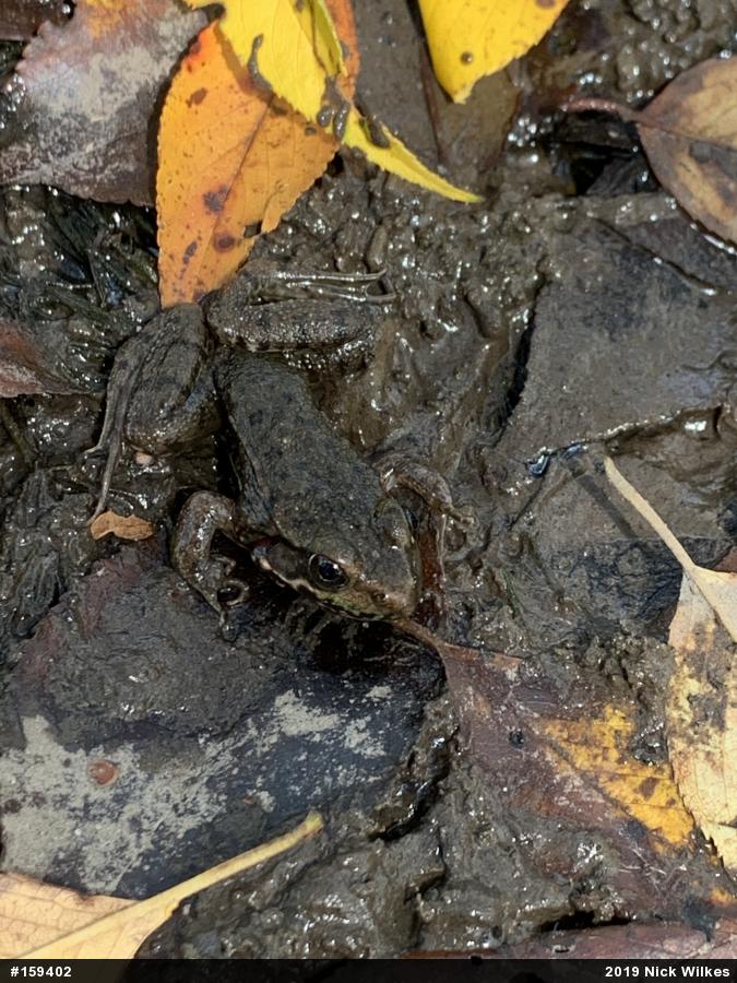 Green Frog