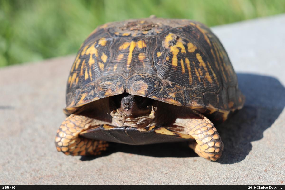 Eastern Box Turtle