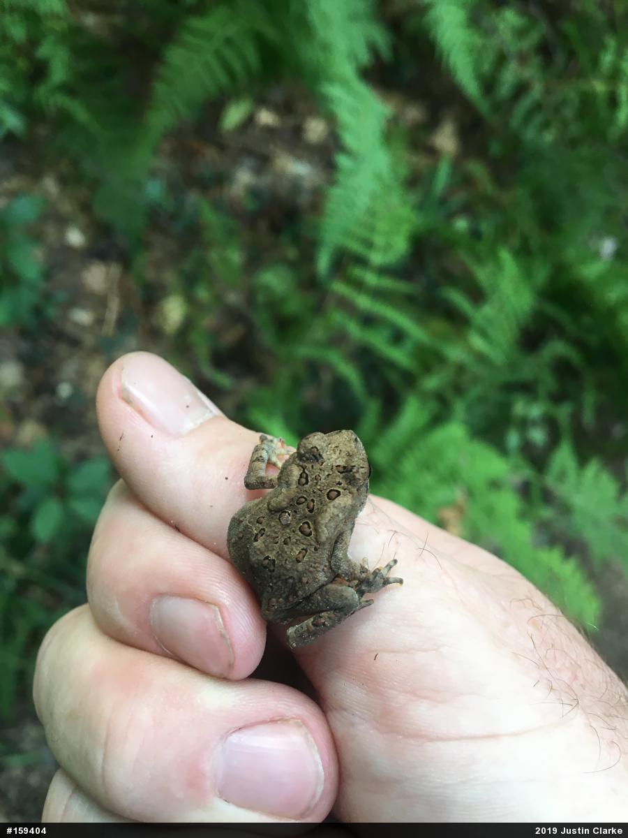 Eastern American Toad