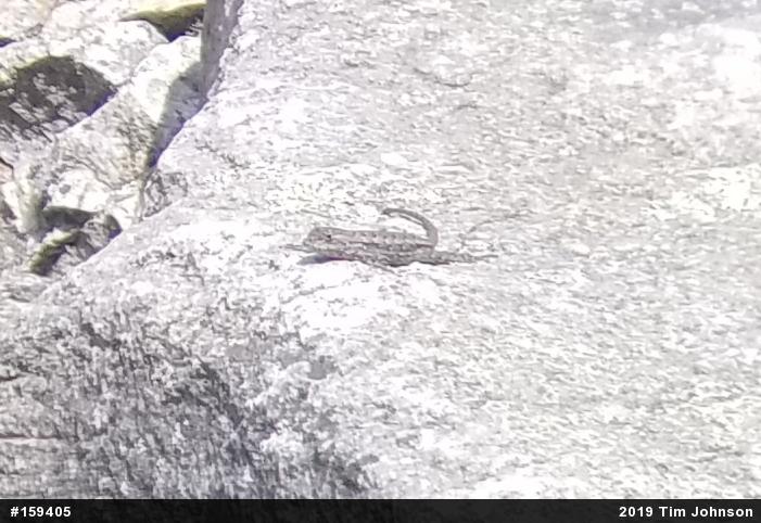 Eastern Fence Lizard