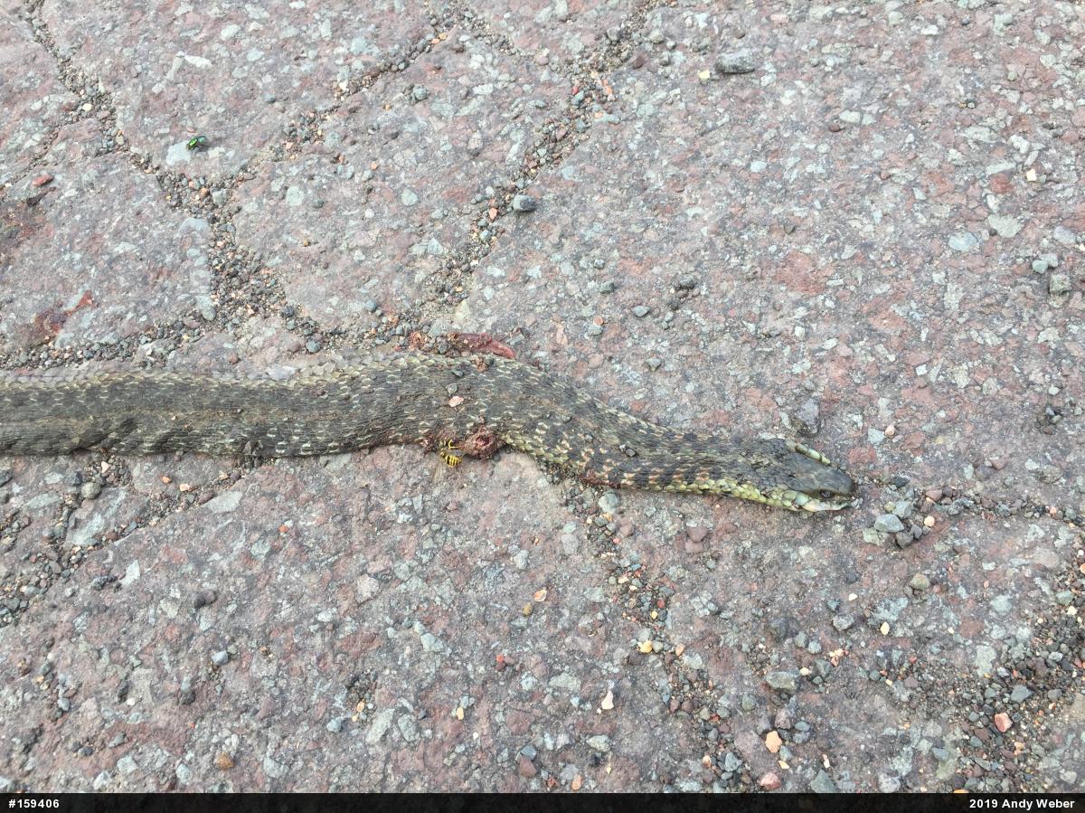 Eastern Gartersnake