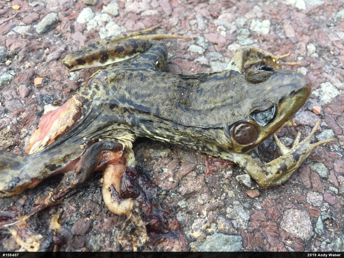Green Frog