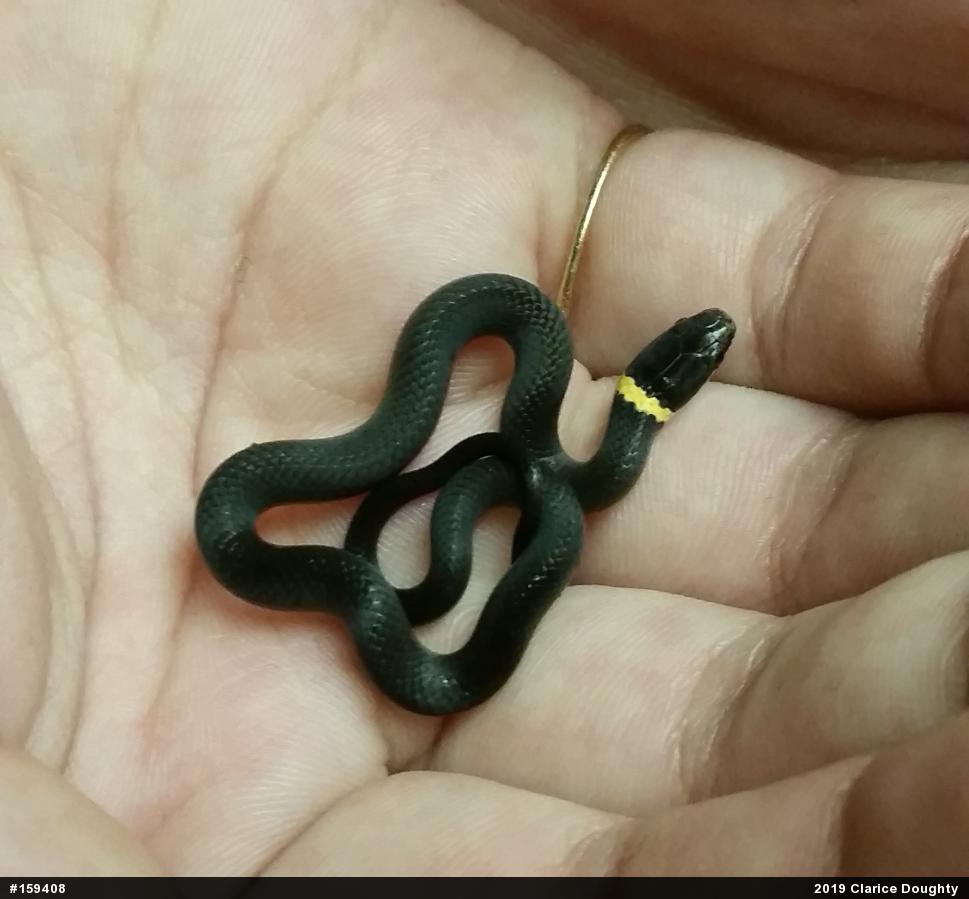 Northern Ring-necked Snake