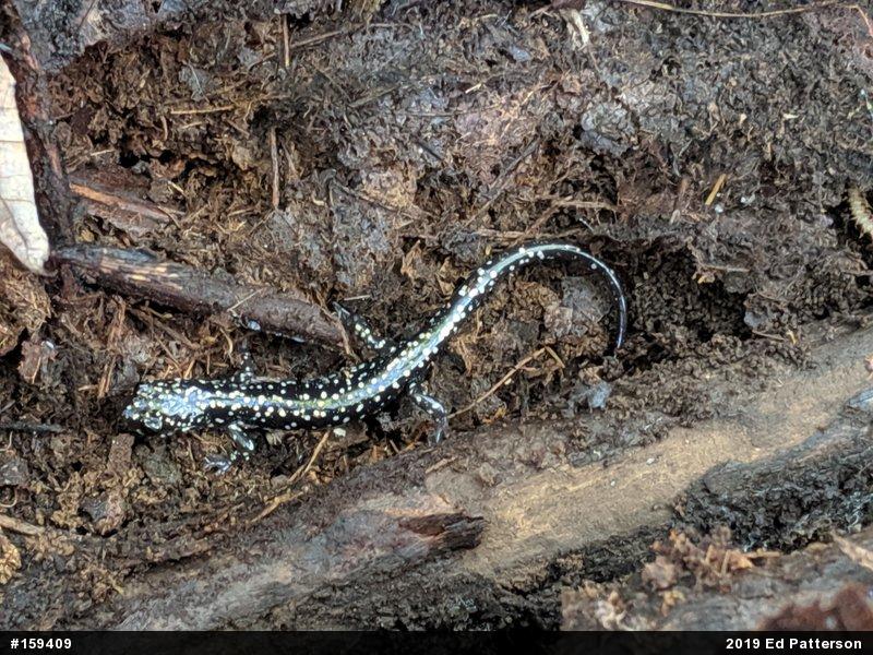 Northern Slimy Salamander