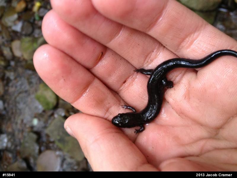 Allegheny Mountain Dusky Salamander