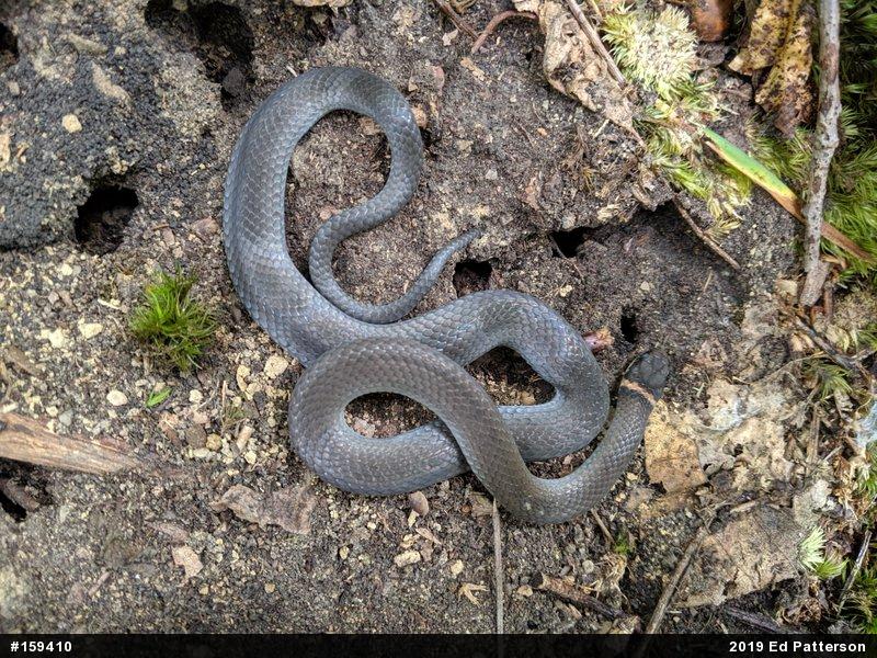 Northern Ring-necked Snake