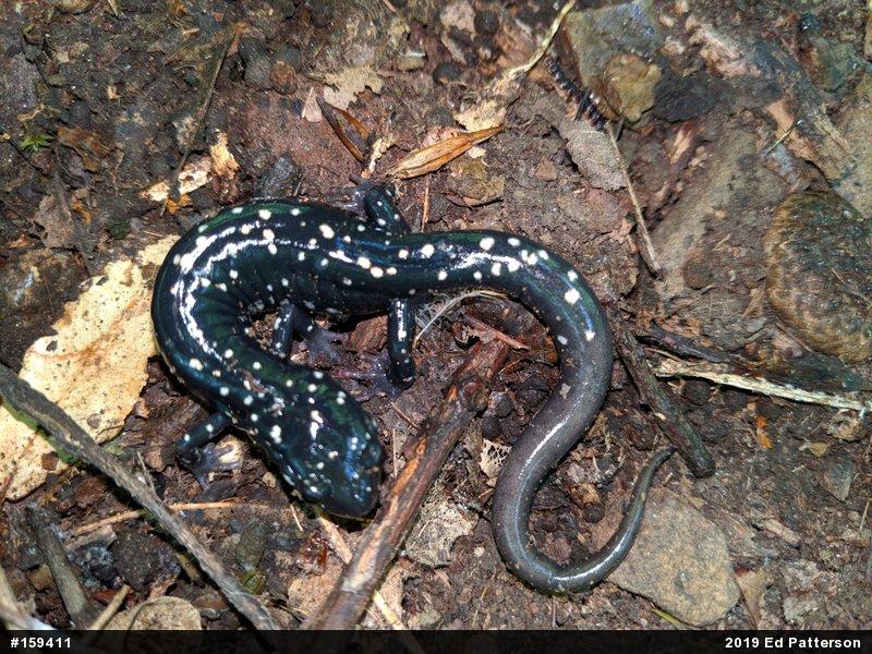 Northern Slimy Salamander