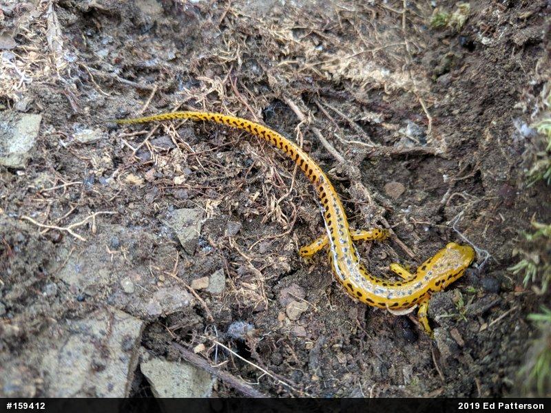 Eastern Long-tailed Salamander