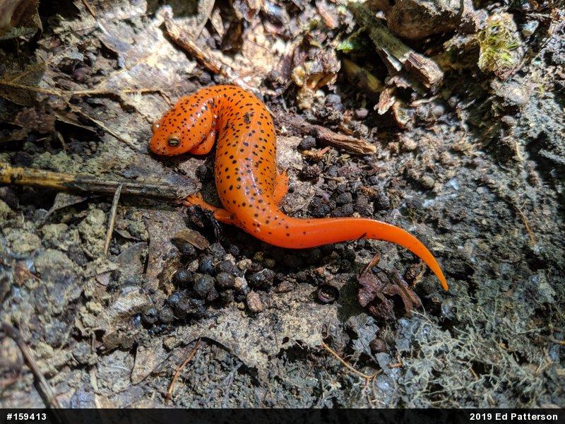 Northern Red Salamander