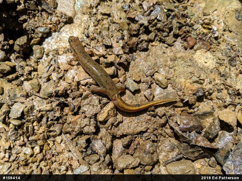 Northern Dusky Salamander