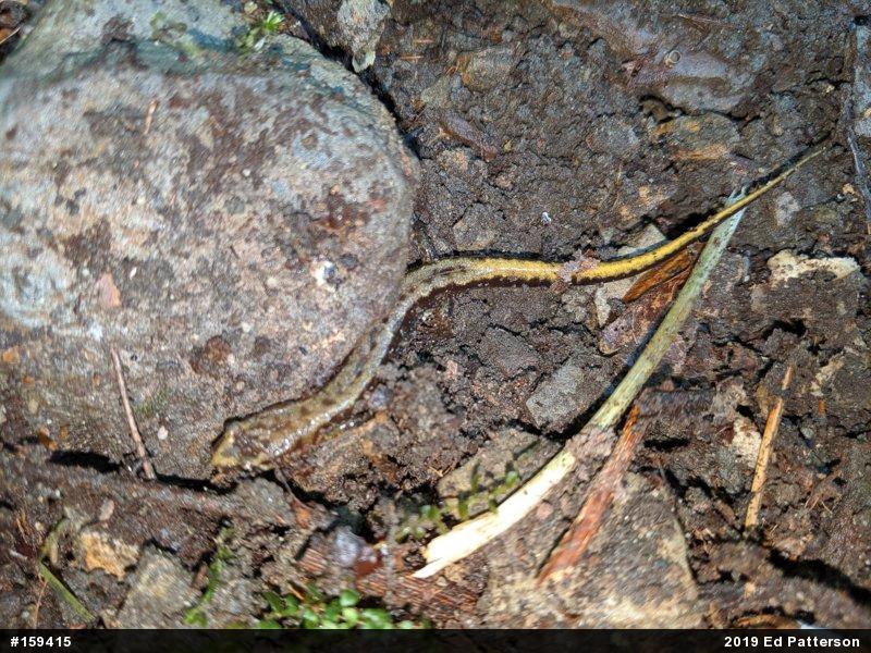 Allegheny Mountain Dusky Salamander