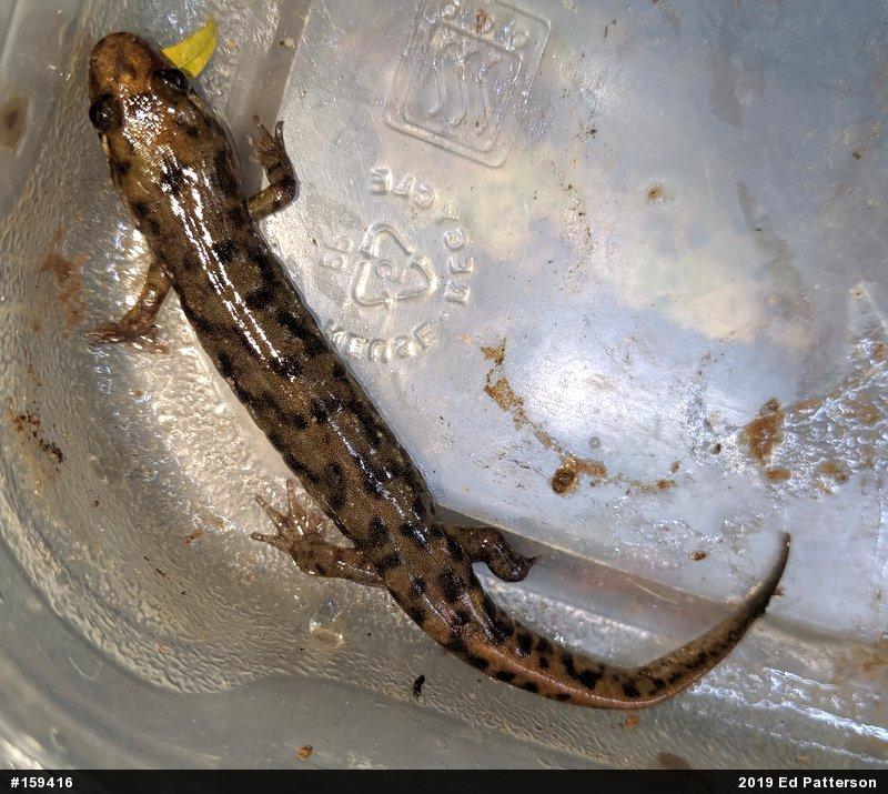 Seal Salamander