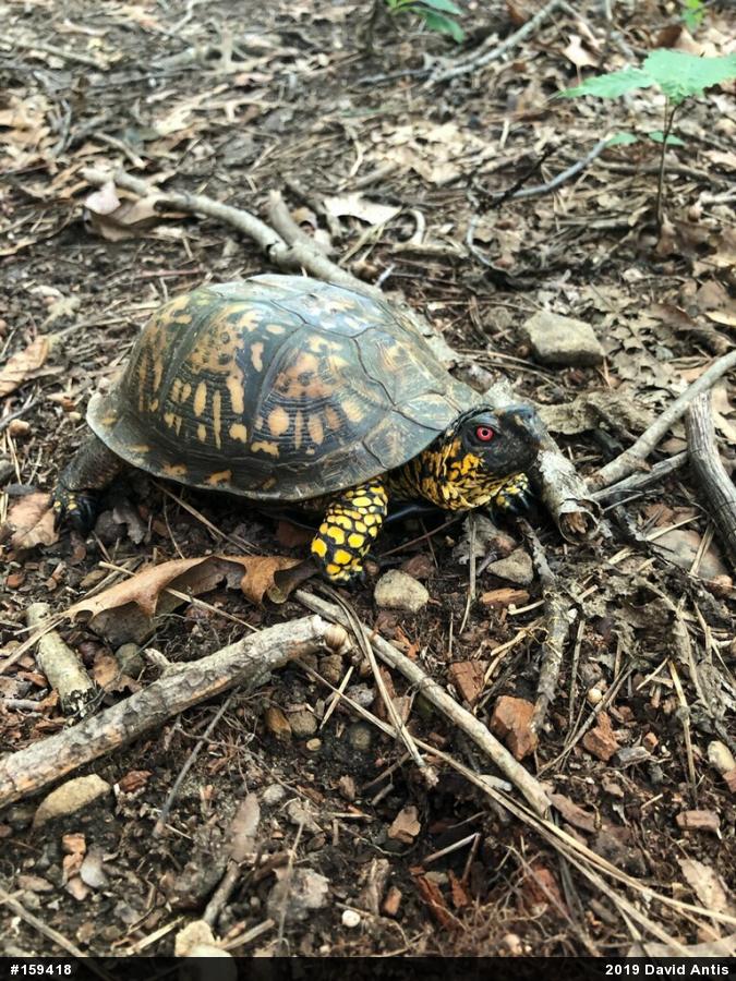 Eastern Box Turtle