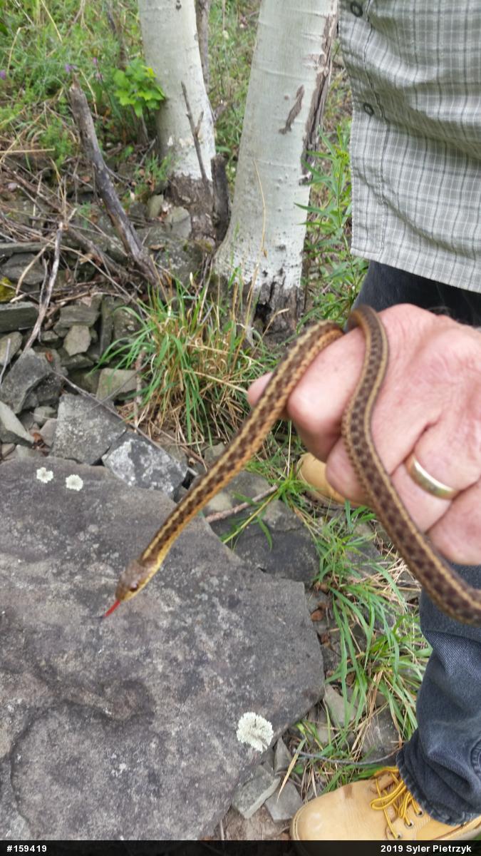 Eastern Gartersnake