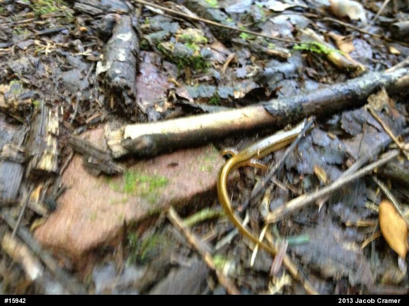 Northern Two-lined Salamander