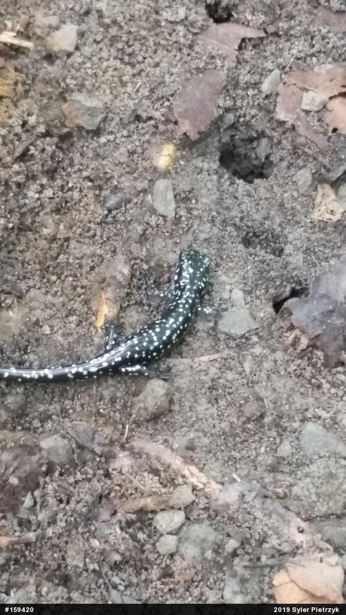 Northern Slimy Salamander