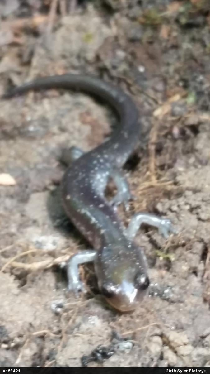 Wehrle's Salamander
