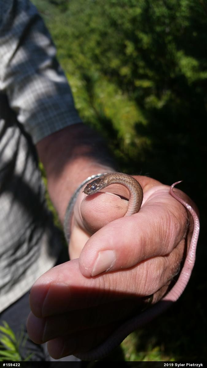 Red-bellied Snake